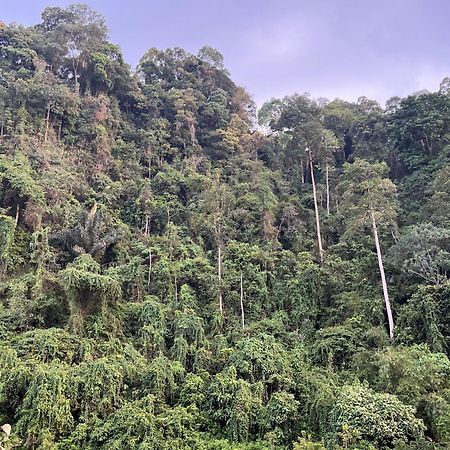 Ridho'S Homestay & Jungle Trekking Bukit Lawang Exterior foto