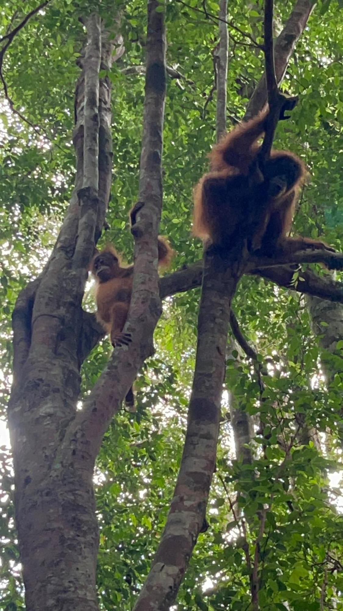 Ridho'S Homestay & Jungle Trekking Bukit Lawang Exterior foto
