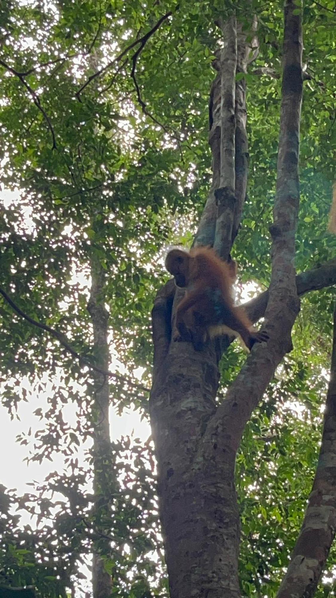 Ridho'S Homestay & Jungle Trekking Bukit Lawang Exterior foto