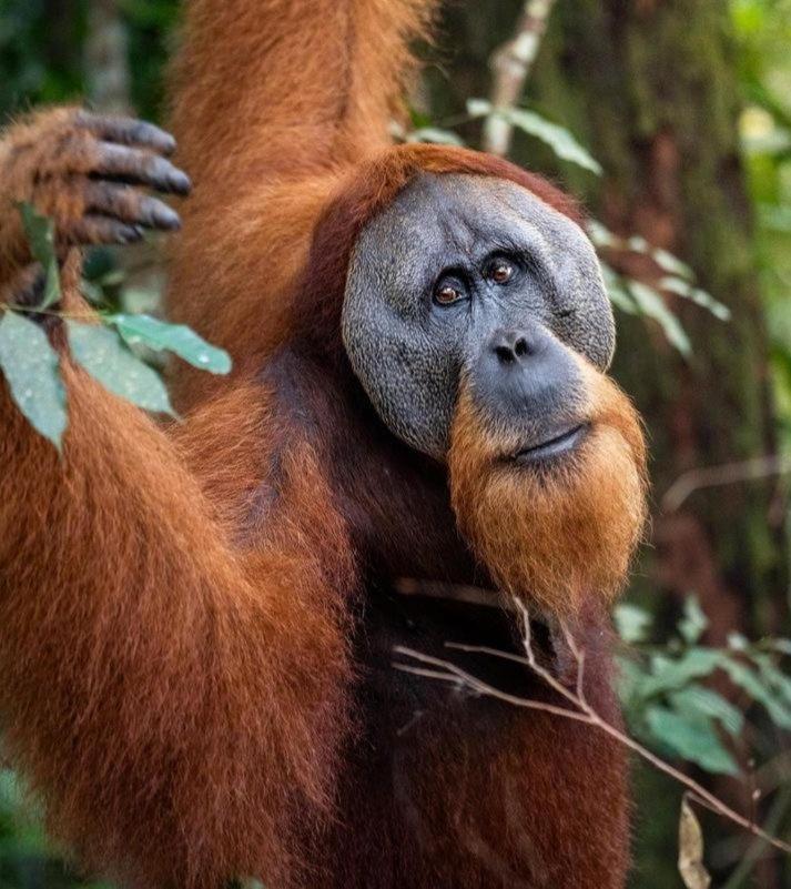 Ridho'S Homestay & Jungle Trekking Bukit Lawang Exterior foto